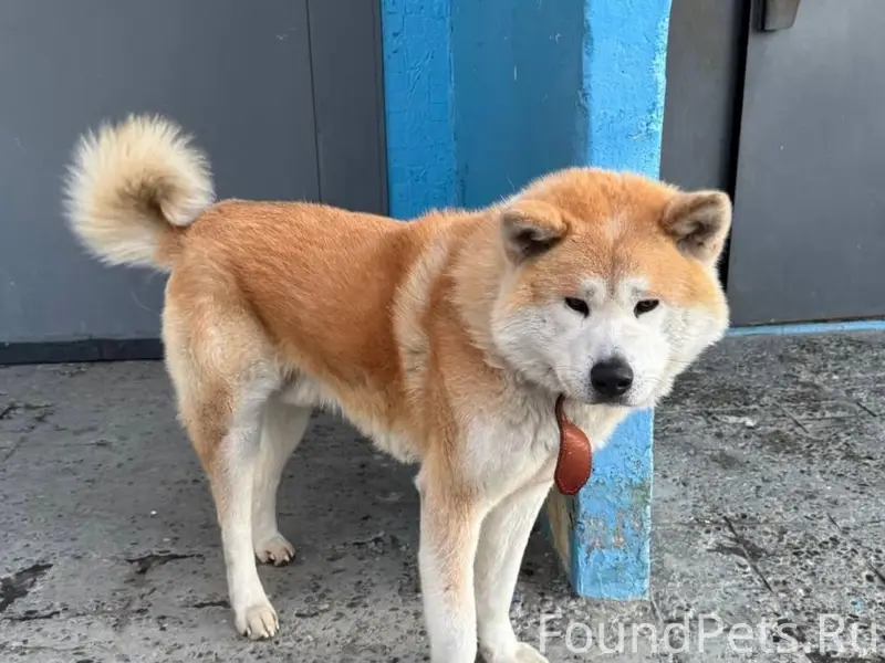 Пропал Акита, район Силикатного, Барнаул