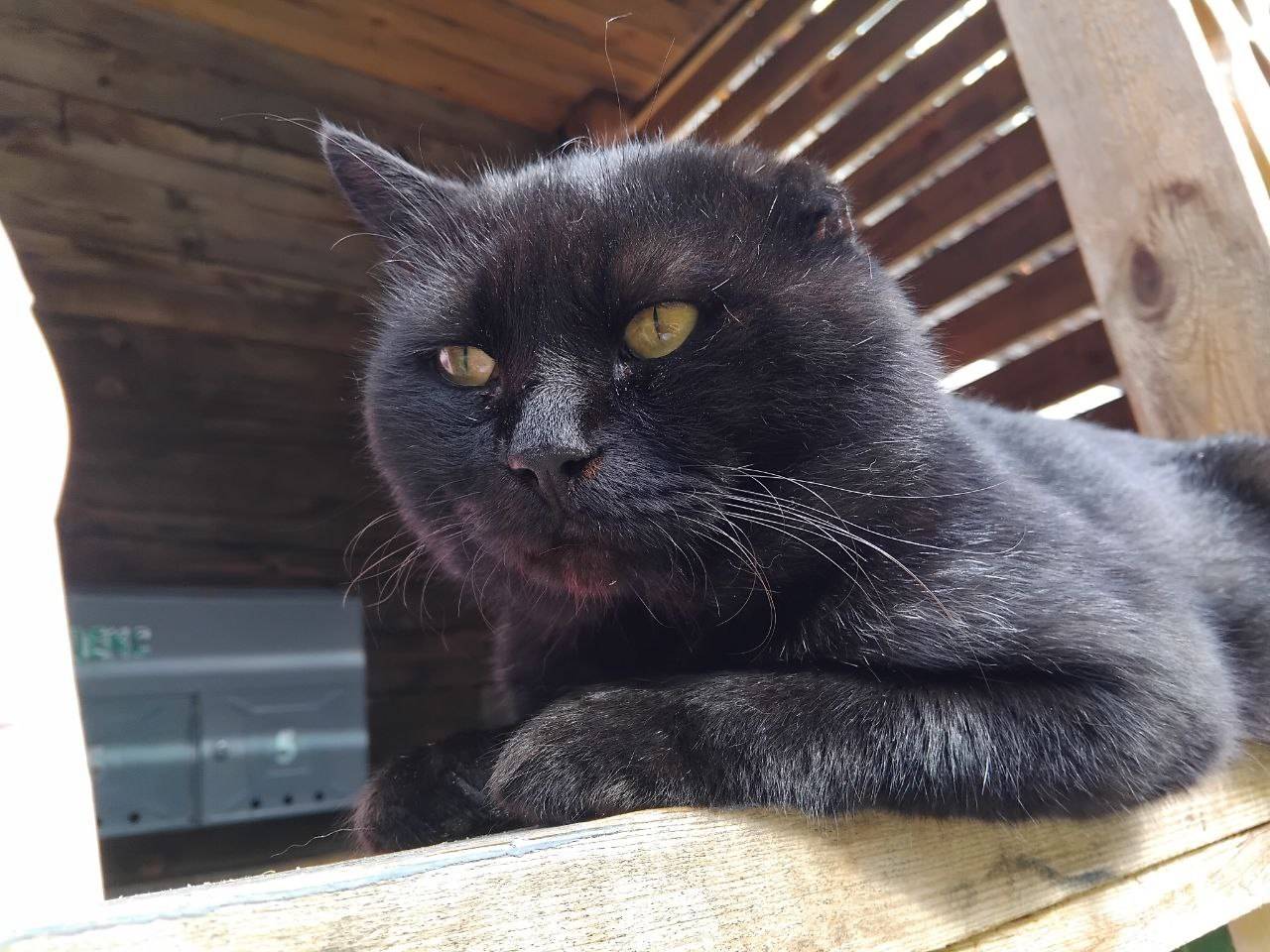 Пропал кот, за Ижиной