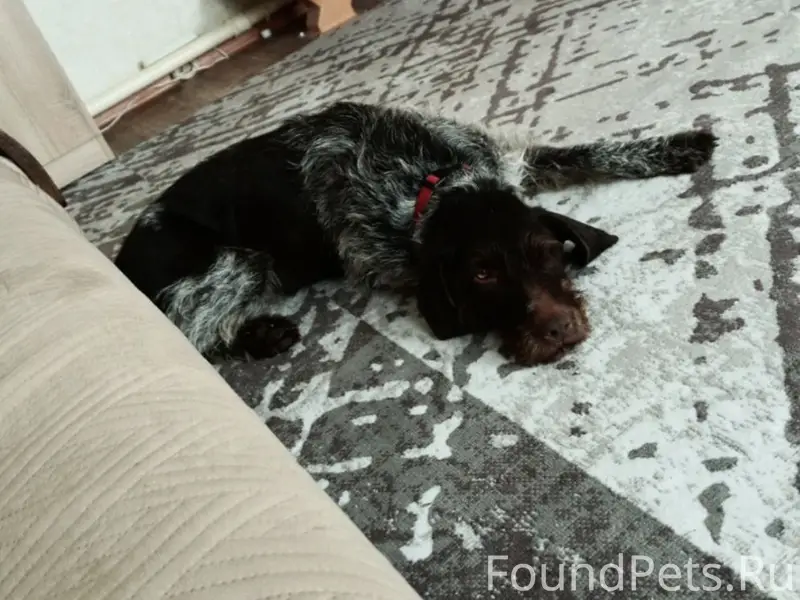 Найдена собака курхаар, Мичуринск