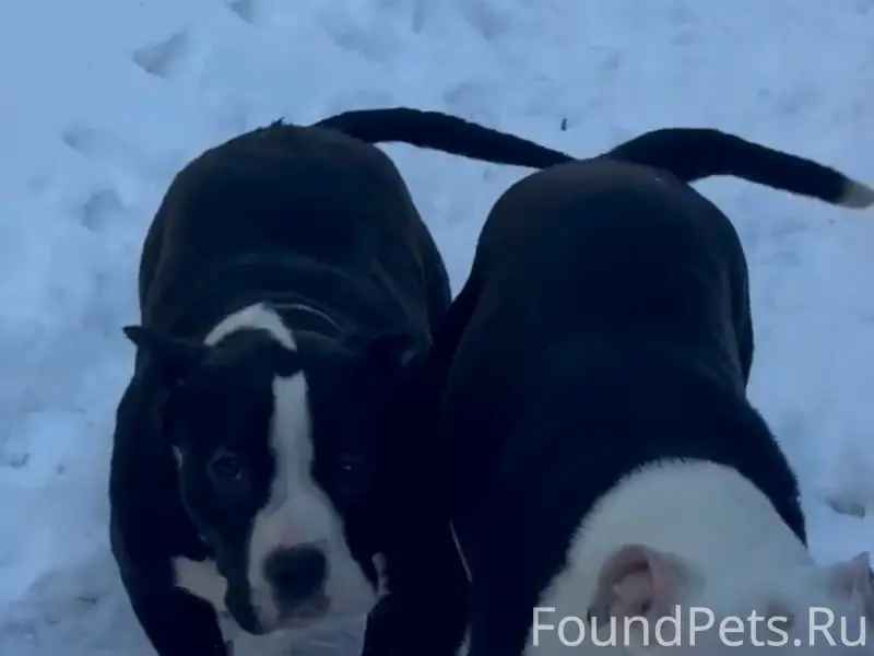 Пропали две собаки, вознаграждение