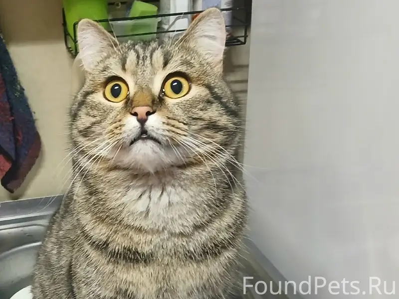 Пропал кот Яшка, Юрино