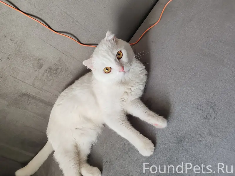 Пропал кот, улица Ромашина 8
