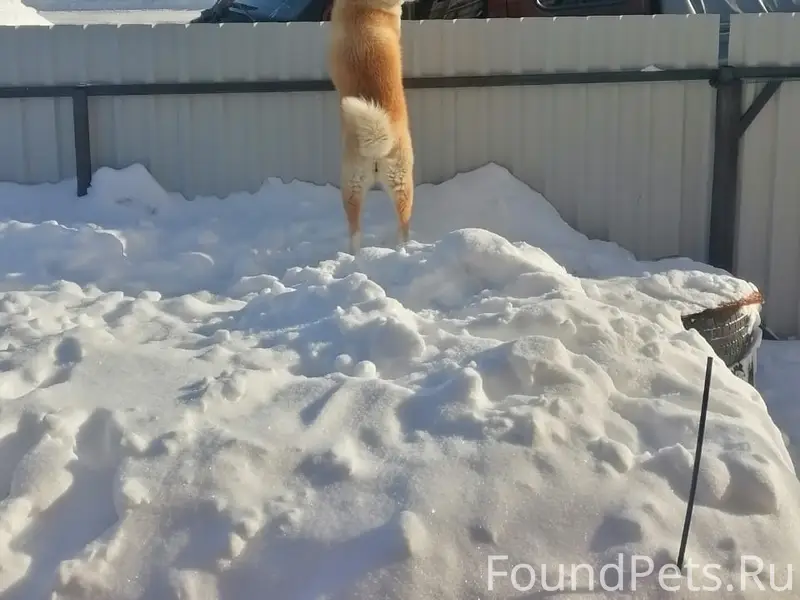 Пропала собака, Ичалки