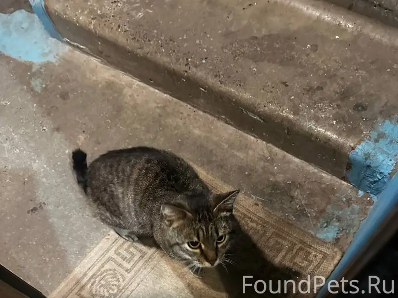 Найден кот, камышовый окрас, Ильиногорск