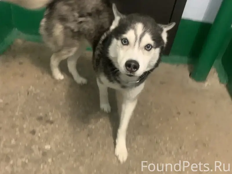 Найден пёс, 7а-39/1 подъезд 1