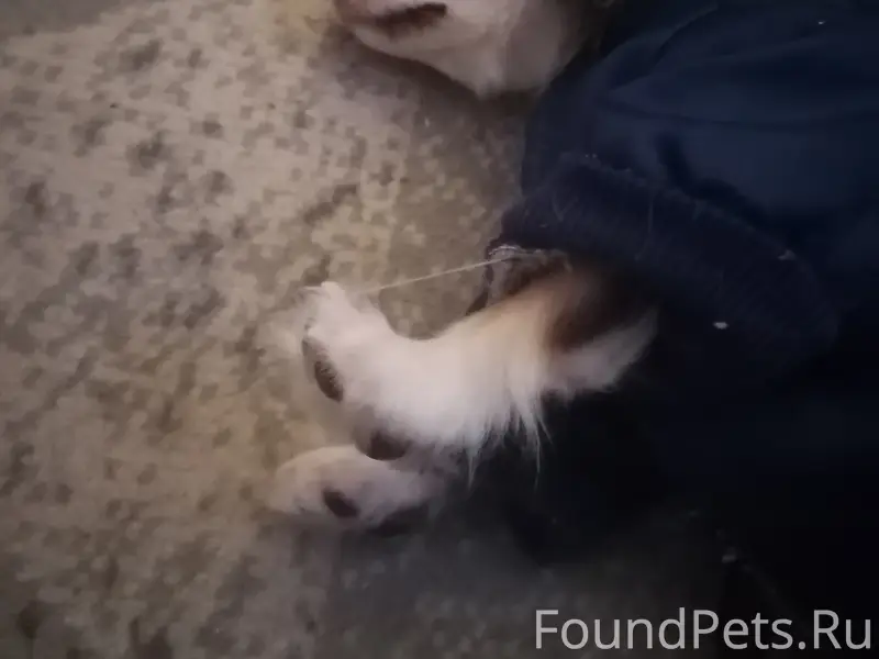 Пропал щенок чихуа, был в синей курточке