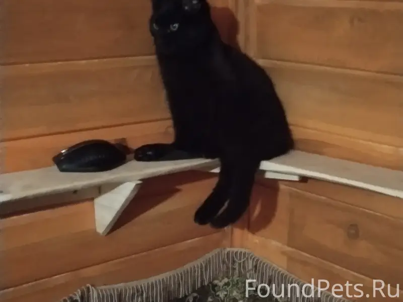 Пропал черный кот Бандит, район магнита