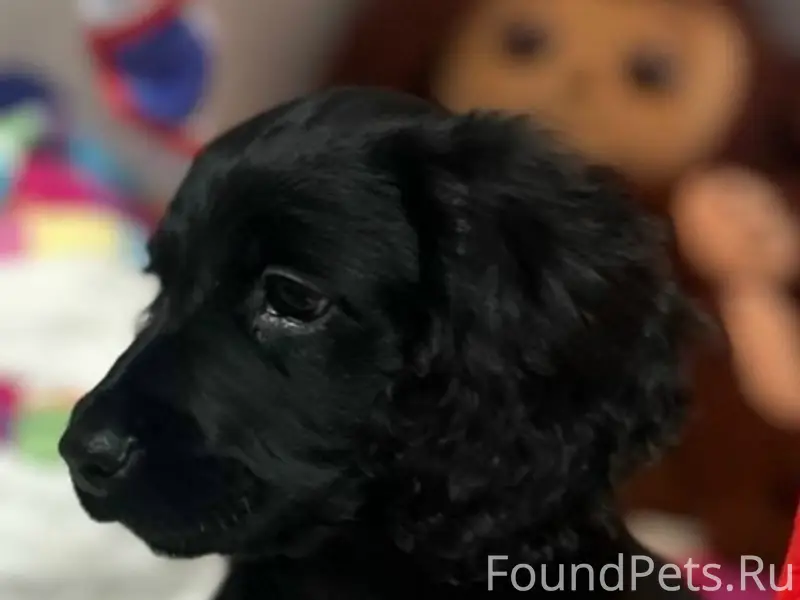 Пропал щенок