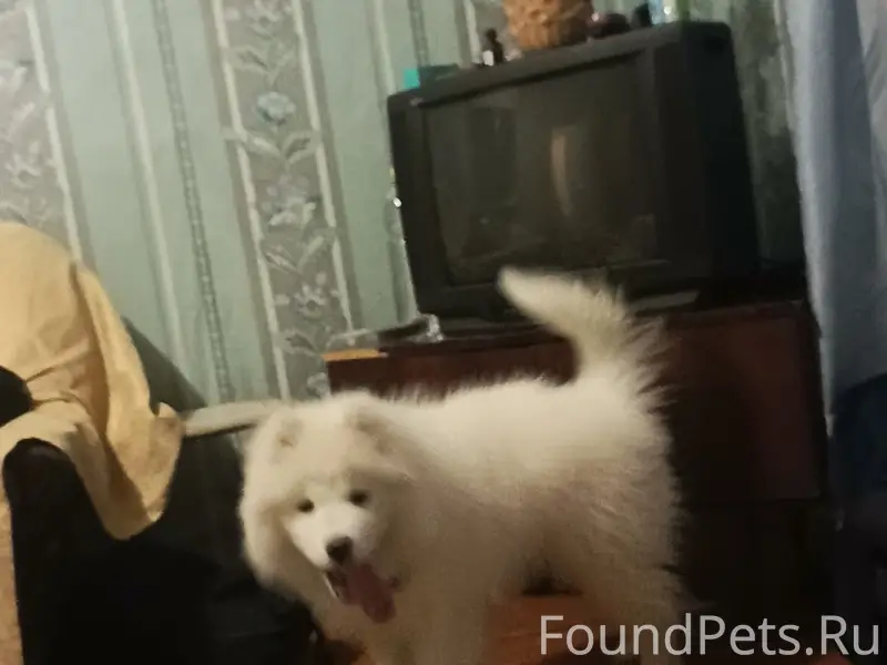 Найден тип животного: собака