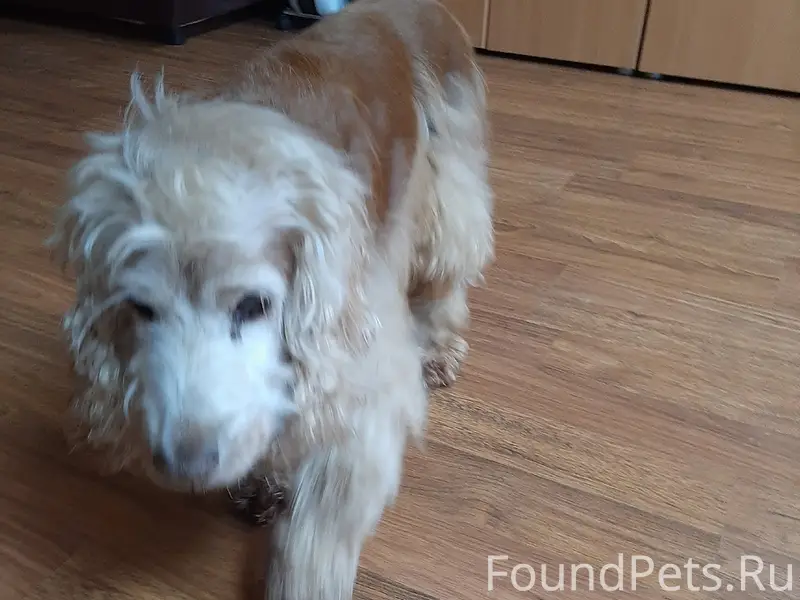 Найден тип: собака, место: Октябрьский проспект