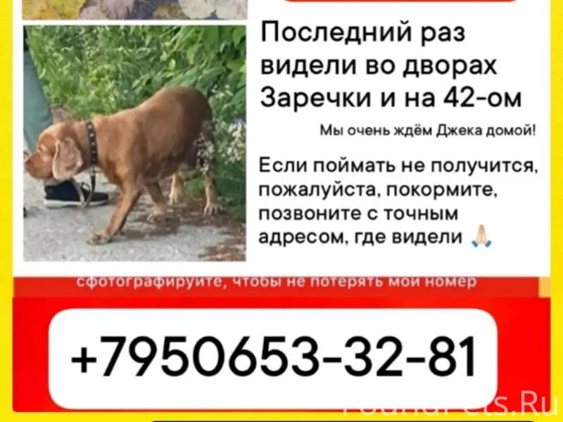 Пропал пёс, Краснотурьинск