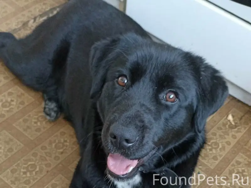 Найденная собака, возможно перегрызла поводок, Искрасофт