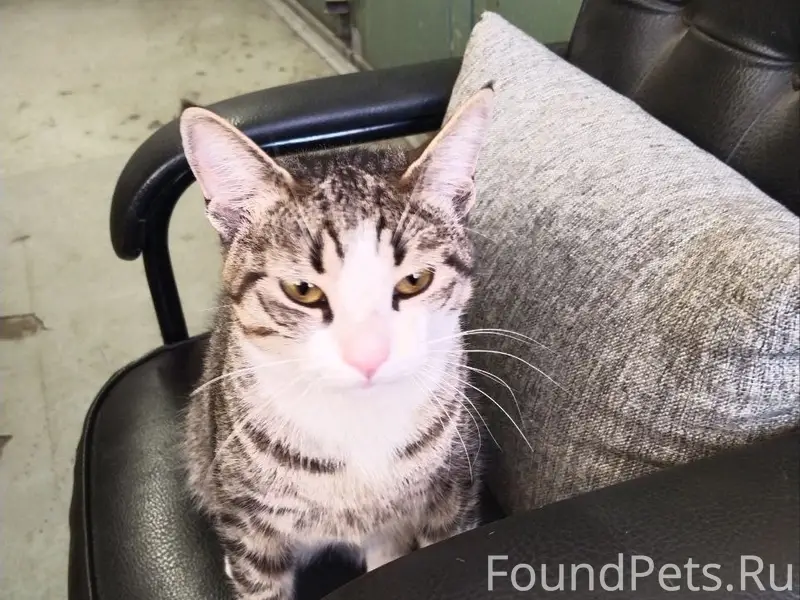 Найден кот, Зорге, 15