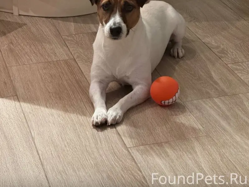 Пропала собака