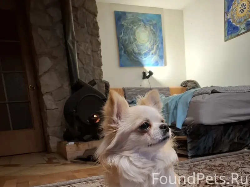 Пропал Батон, г. Печоры