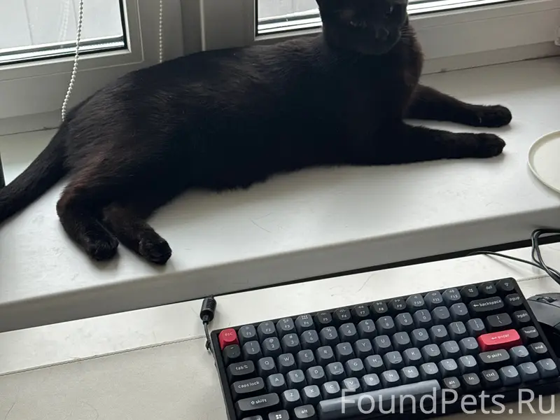 Пропал черный кот