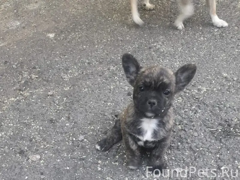 Пропала собака, Сасово