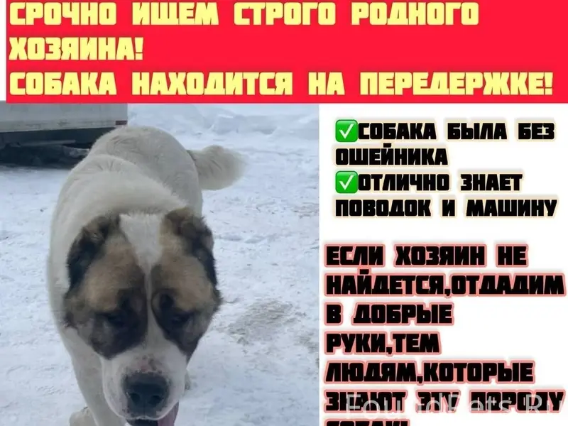 Найден алабай, Иваново