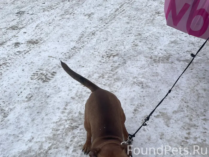 Найден пёс, район нефтебазы