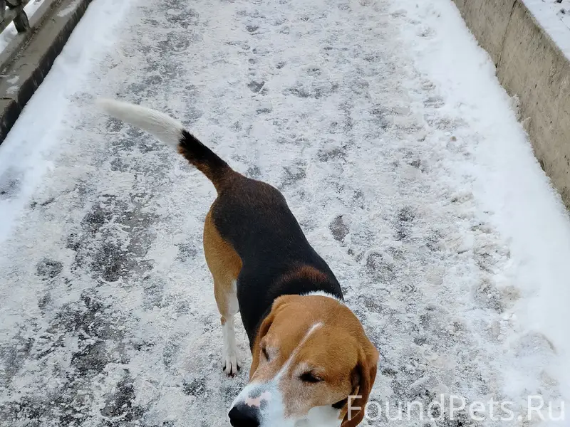 Найден пёс, [место: около кинотеатра Родины]