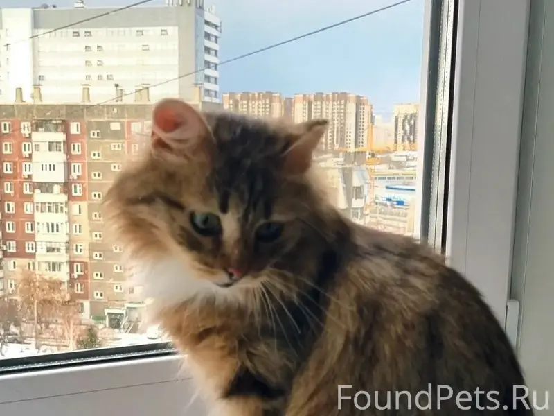 Найдена кошка, ул. Молокова, д. 31