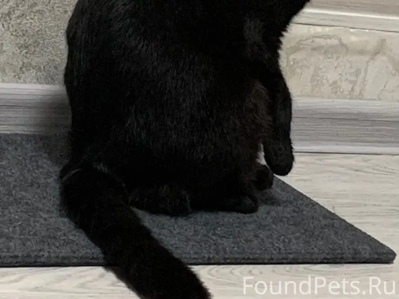 Пропал вислоухий кот, с. Береговое