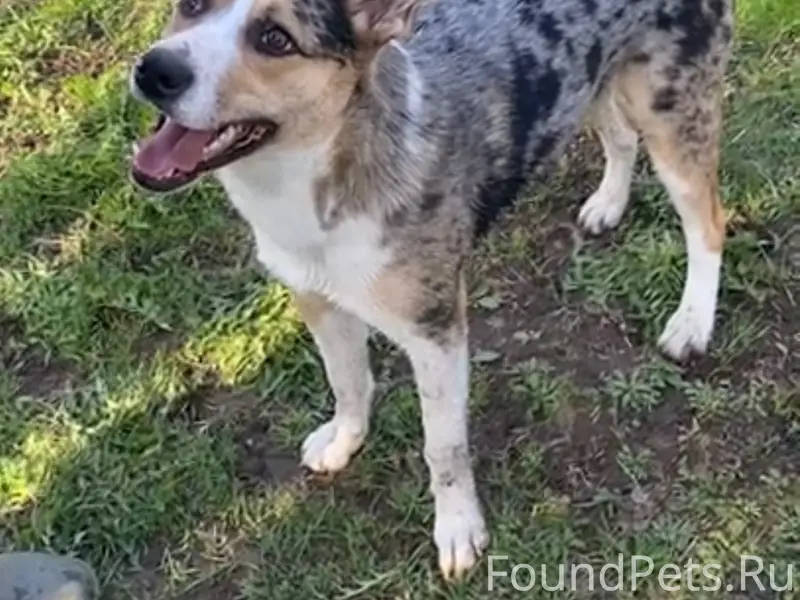 Пропала собака, д. Аболешево