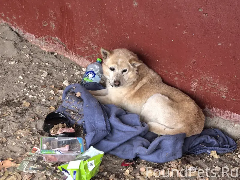 Найден бежевый пёс с ошейником, ул. 22 съезда 53