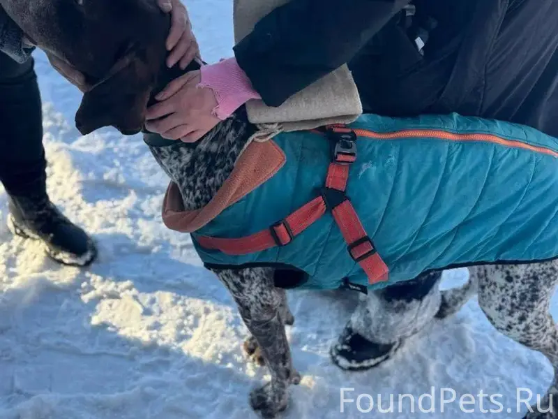 Найден тип собака, Снт Горелый лес