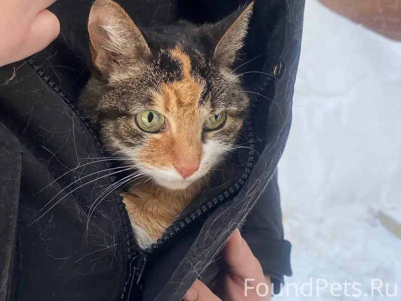 Найдена кошка, Западная4