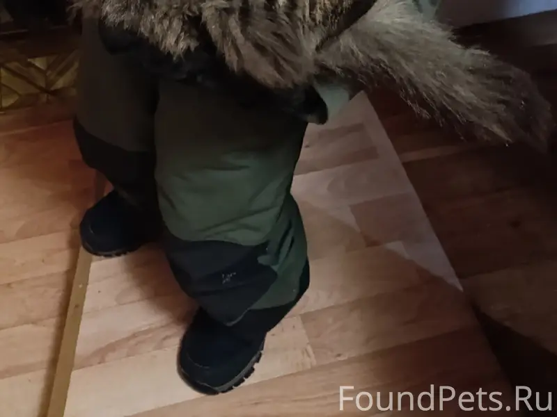 Найдена кошка, пер. Кирпичный