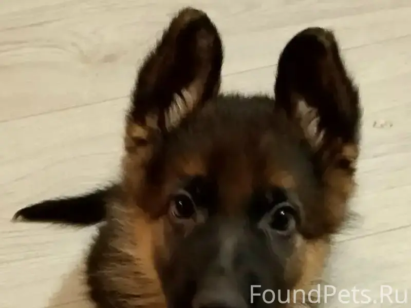 Пропала девочка щенок Гуди, Верхнее и Нижнее Сельцо