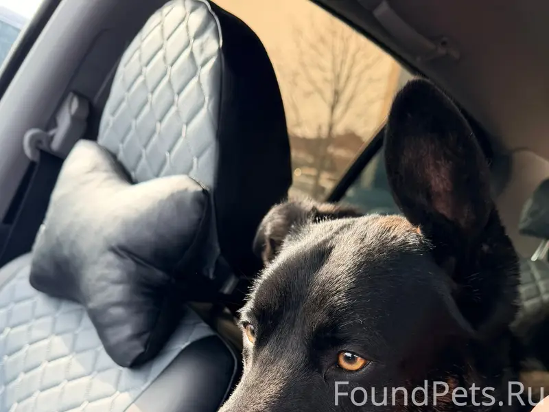 Найден мальчик в красном ошейнике, район Малопрудной