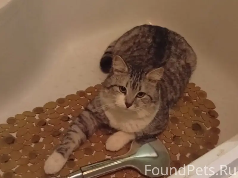 Пропал кот Кузя, улица Райсоветская