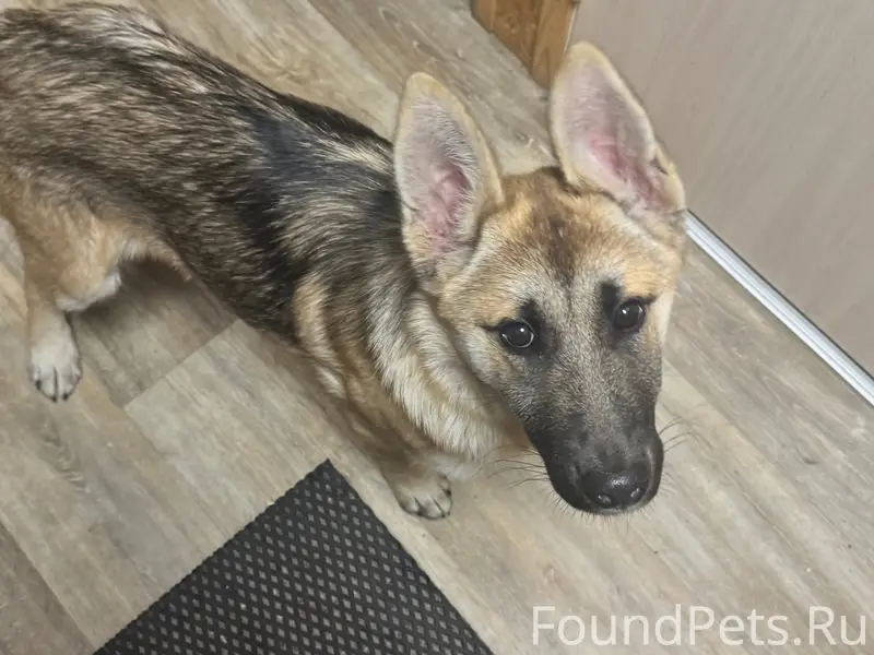 Найден щенок (метис овчарки), станция Дунай