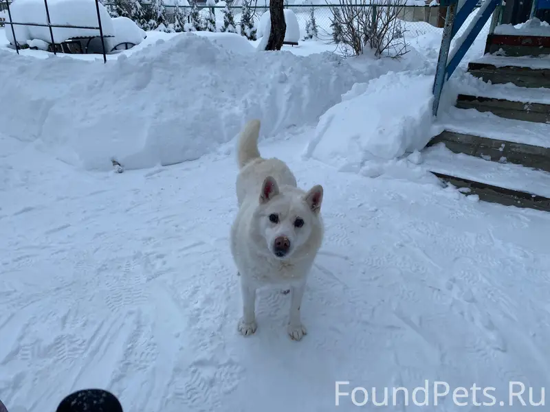 Пропала собака, район ул. Пушкина и ул. Бухвалова