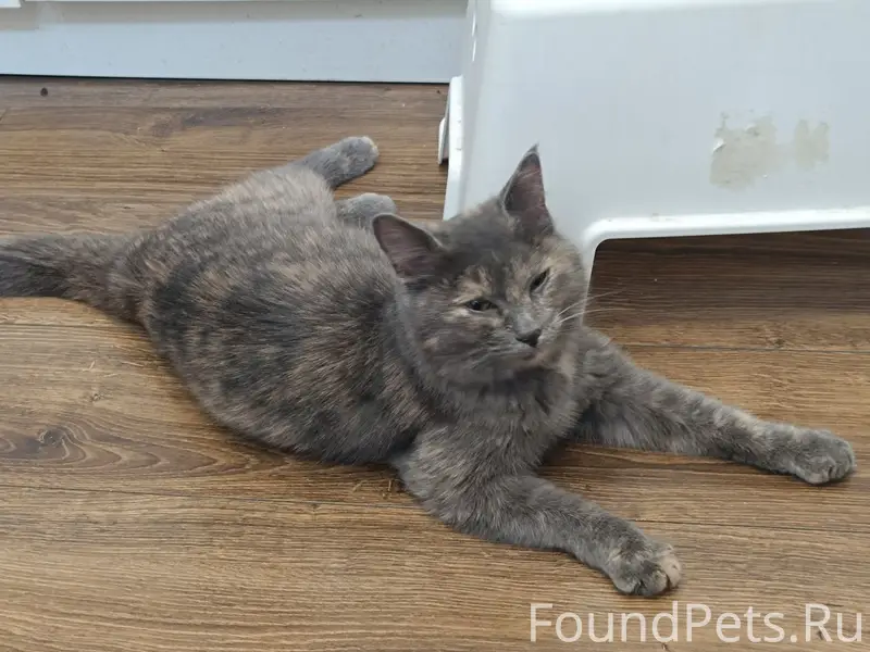 Найдена кошка, улица Калининградская