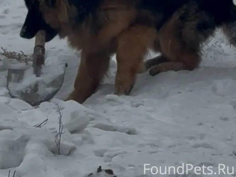 Пропал щенок немец, Нижняя Иволга