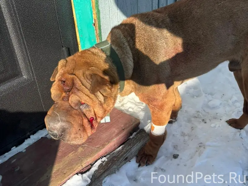 Найден шарпей, рабочий посёлок, ул. Клары Цеткин