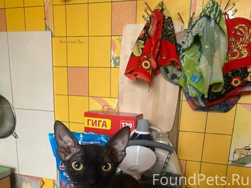 Пропала кошка Шакира, поселок Билимбай