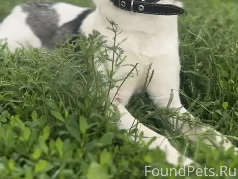 Пропала собака Пуша, улица Гл. Алексеева