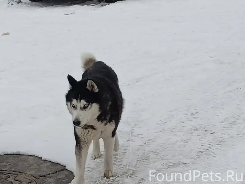 Пропал пёс, возможно потерялся возле поликлиники