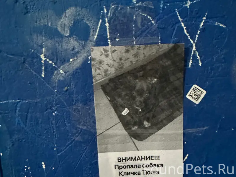 Пропал щенок, Корсуного 36к1