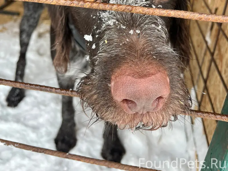 Найден кобель, электронный ошейник