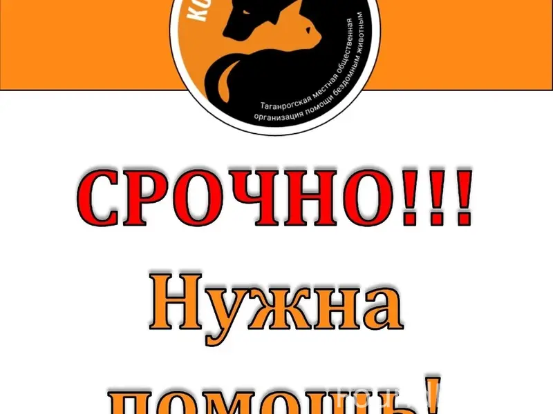 Найден пёс с травмой, требуется помощь