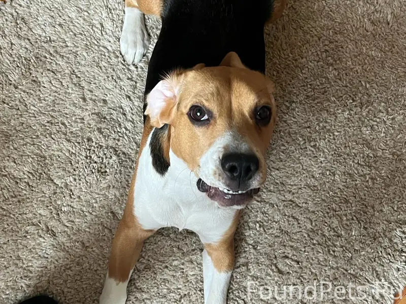 Пропал бигль Боря, район Юбилейного