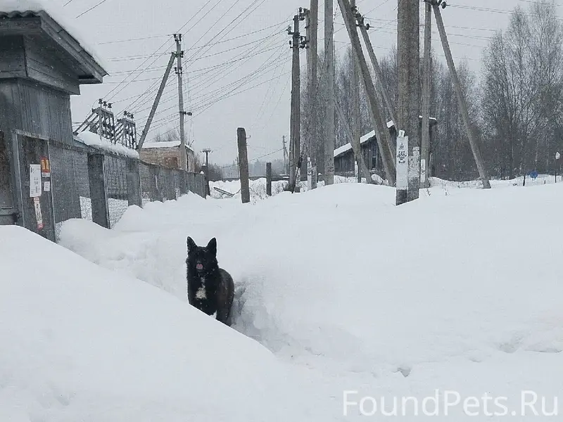 Найден чёрный пёс с ошейником, деревня Степурино