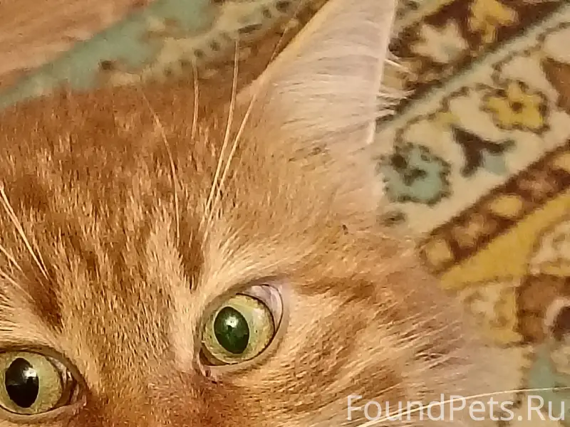 Пропал кот, хромает на переднюю лапу, [место: около вет. больницы]