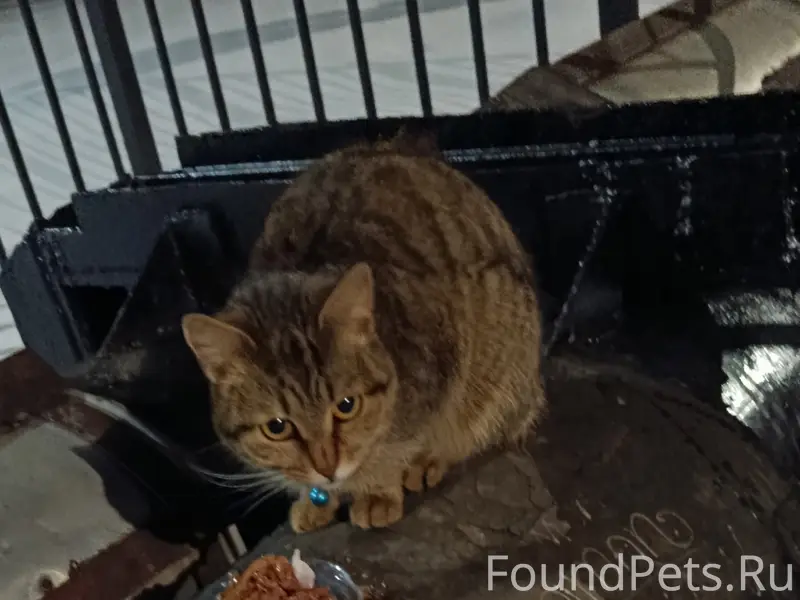 Найдена кошка Шпротинка, Гатчина