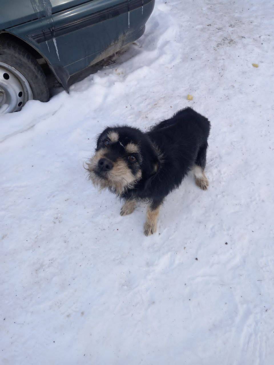 Пропал пес, след от ошейника, ул. Некрасова